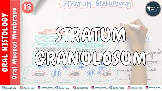 Stratum Granulosum  OMM  Dr Paridhi Agrawal [upl. by Ahcsrop]