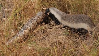 Snake Killers Honey Badgers of The Kalahari Nature Documentary [upl. by Adnohsar351]