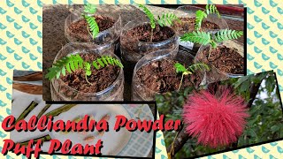 How to Grow Powder Puff Plant from Seed Calliandra grandiflora English [upl. by Whitehurst897]