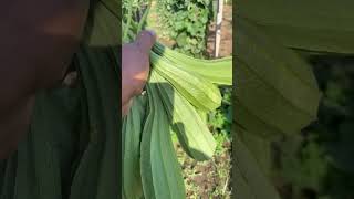 garden tazaaagrocairo garden amazingfarming amazinganimals youtubeshorts [upl. by Aihsena]