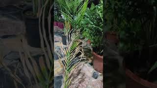 نبات الاريكا Dypsis lutescens نبات الشمدورا Chamaedorea [upl. by Feer]