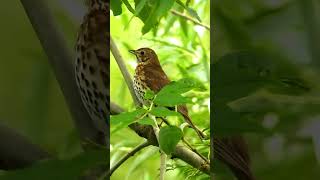 Song thrush singingchirping last part [upl. by Yslehc]