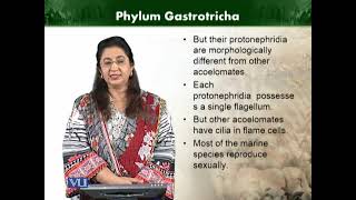 Phylum Gastrotricha  Animal Diversity Invertebrates  ZOO512TTopic063 [upl. by Byrom]