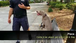 Hunting Dog Obedience Steve a 6 month old Weimaraner before and after obedience training [upl. by Poland]