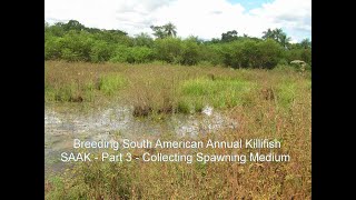 Breeding South American Annual Killifish  Collecting the Spawning Medium [upl. by Krystalle]