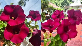 5 Variety Allamanda flowers  Allamanda Plant Types  Red Allamanda very rare color plant [upl. by Robin]