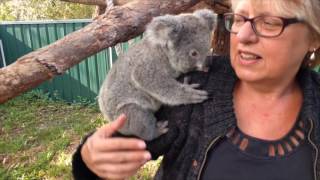 Being a koala carer starring Sammi the koala [upl. by Leumhs]