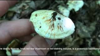 Téglavörös susulyka  Inocybe erubescens  Deadly fibrecap  Ziegelroter Risspilz [upl. by Ahsim689]