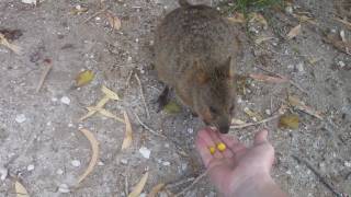 When Quokkas Attack [upl. by Patrich]