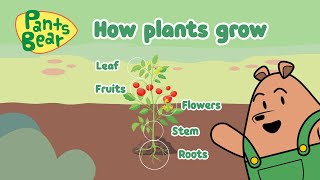 Basic needs for a plants growth  Plants Science Year 1  Parts of plants  English  PantsBear [upl. by Atteuqahc]