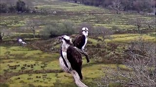 01 April 06 45  Blue372 arrives Aran attampts 4 matings  ©️BywydGwylltGlaslynWildlife [upl. by Bleier186]