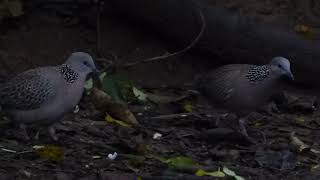 Spotted Dove Spilopelia chinensis tigrina Birds Hide Kaeng Krachan Thailand 20 Sept 2024 66 [upl. by Genny935]