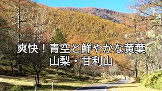 甘利山・鮮やかカラマツ黄葉 快晴ドライブ 山梨紅葉 [upl. by Yatnohs]