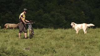 Herdenschutzhunde das richtige Verhalten gegenüber Herdenschutzhunden [upl. by Maillil]