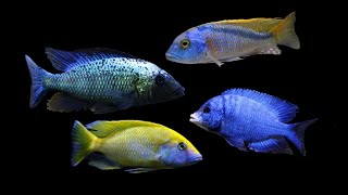 Malawi Cichlids [upl. by Girard]