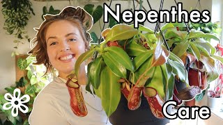 Nepenthes care tips  How I care for these carnivorous plants indoors [upl. by Gnirol]