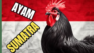 Discover the Ayam Sumatra Indonesias Rare Chicken Breed [upl. by Melinda]