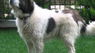 Ελληνικος Ποιμενικος  Greek Shepherd Dog [upl. by Alberik]