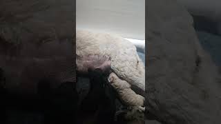 Mastitis watch 1 week old Goldendoodle puppies puppy doodle goldendoodlepuppy [upl. by Lars]