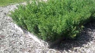 Growing Alfalfa for the Backyard Grower [upl. by Rotciv]