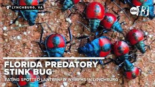 Florida Predatory Stink Bug spotted eating Spotted Lanternfly nymphs in Lynchburg [upl. by Nylakcaj127]