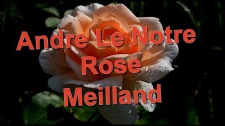 Andre Le Notre Rose Meilland [upl. by Ashley]