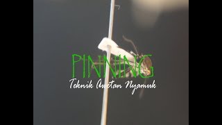 Metode Awetan Nyamuk Pinning [upl. by Einahpehs]