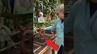 PLANTA QUE GRITA plantas grito natureza nature humor viralvideo harrypotter curiosidades [upl. by Mauretta]