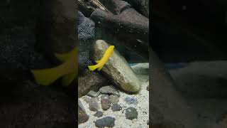 黃天堂鳥Neolamprologus leleupi lemon cichlidˉafricancichlids [upl. by Ainafetse]