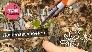 Hortensia snoeien  Tuinseizoen [upl. by Terej]