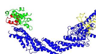 SCF E3 Ubiquitin Ligase Complex [upl. by Groscr292]