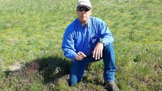 Grazing Cheatgrass  WYO RangeCast [upl. by Maharba]