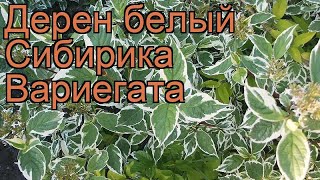 Дерен белый Сибирика Вариегата cornus alba 🌿 обзор как сажать саженцы дерена Сибирика Вариегата [upl. by Citron648]