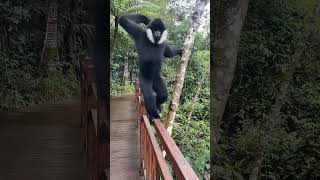 White Cheeked Gibbon Fun 😊 shorts wildlife wildlifeplanet [upl. by Atcele]