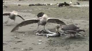 Giant petrels [upl. by Treblihp]