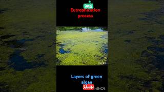 Eutrophication green algae  how does it form best live example of formation of green algae [upl. by Ronaele102]