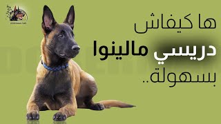 Comment dresser un Malinois  كيفية تدريب المالينو [upl. by Kone]