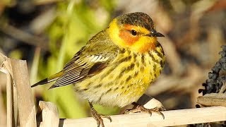 Paruline tigrée Cape May Warbler [upl. by Latimer]