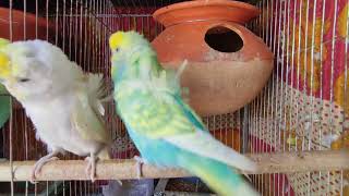 japanese budgies mating call and sound parakeet budgie parrot bird [upl. by Lemay]