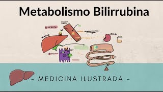 Metabolismo Bilirubina [upl. by Pepe]