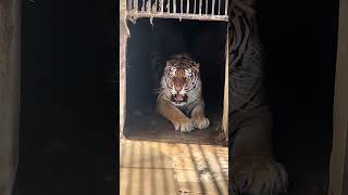 Siberian tiger cubs Wonderful animal world Highlights of the animal world [upl. by Lilac682]