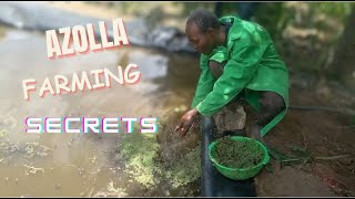 First time Azolla Farmers use this method  100 success agriculture farming [upl. by Ettennad]