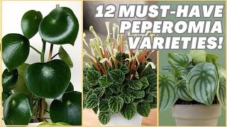 MustHave 12 JawDropping Peperomia Varieties for Your Home [upl. by Aneehsyt374]