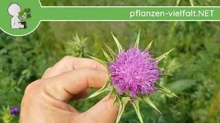 Mariendistel  Ganze Pflanze  240518 Silybum marianum  Essbare Wildpflanzen bestimmen [upl. by Amsden]