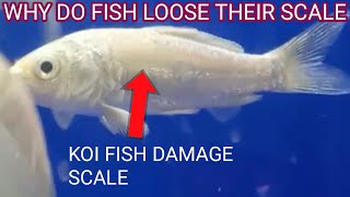 Why do fish loose scalekoi fish loosing scale [upl. by Etnovaj]