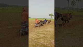 The beauty of the village is agriculture villagelife shortvideo [upl. by Mayda810]