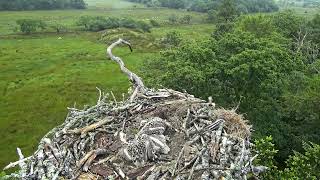 Bywyd Gwyllt Glaslyn Wildlife  Ffrwd Byw  Live Stream [upl. by Ahsikahs]