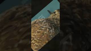 Wood Sandpiper Wonders 5 Quick Facts 🌿 shorts theearthnetwork [upl. by Eceinej]