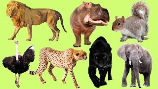 Los Animales africanos para niños  Aprender Animales africanos  El Sonido de los Animales [upl. by Akimik467]