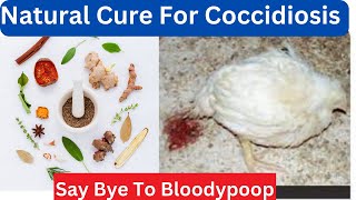 Unbelievable Discover Natural Coccidiosis Treatment to Keep Your Chickens Healthy [upl. by Elacsap]